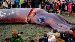 das groesste tiere der welt