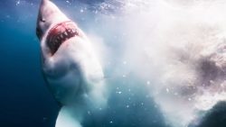 Das passiert im Meer, wenn ein Wal stirbt das passiert im meer wenn ein wa