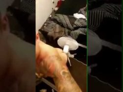 Das Stinktier des Tages das stinktier des tages