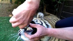 dem tiger einen zahn ziehen
