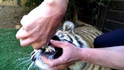 Dem Tiger einen Zahn ziehen dem tiger einen zahn ziehen