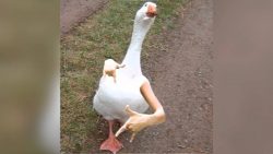 Denn ich dance mit de Gänse denn ich dance mit de gaense