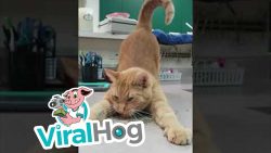 der katze mit catnip eine freude