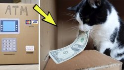 der sogenannte katzen geldautoma