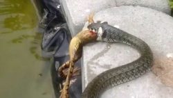 der taeglicher adrenalinkick bei