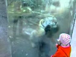 Der Tiger will einfach nur schmusen der tiger will einfach nur schmu