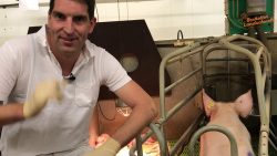 der un held der schweine