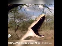 Der Warnruf einer Giftschlange - Der Mamba der warnruf einer giftschlange d