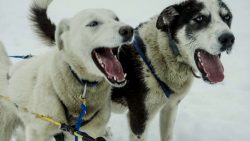 Die 10 aggressivsten Hunde, die du meiden solltest die 10 aggressivsten hunde die d