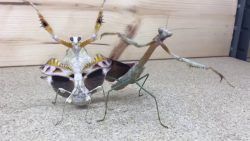 Die Gangster Insekten sind unterwegs die gangster insekten sind unter