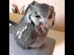 die geilste eule der welt