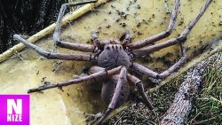 die groesste spinne der welt