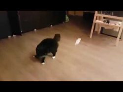 Die Katze schwindelig machen und verarschen die katze schwindelig machen und