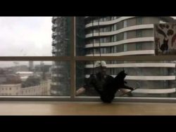 die katze und der fensterputzer