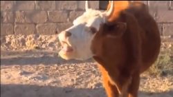 die lustige und sprechende kuh