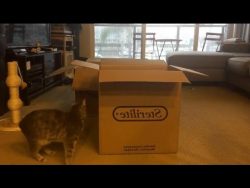 die magische box fuer katzen