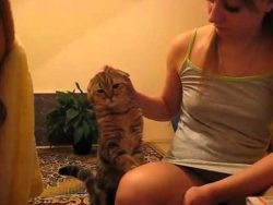 die muschi will gestreichelt wer