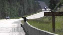 Die wollen doch nur spielen die Bären die wollen doch nur spielen die