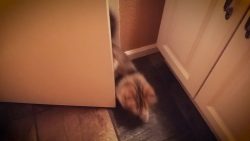 diese katze kennt keine privatsp