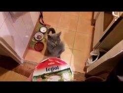 Diese Katze will einfach alles essen diese katze will einfach alles e