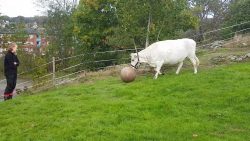 diese kuh spielt gerne fussball
