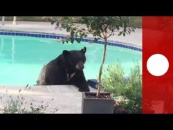 dieser baer entspannt sich in ei