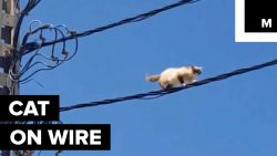 Drahtseilakt von der Katze auf der Stromleitung drahtseilakt von der katze auf d
