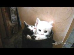 drei kleine katzen in einem stie
