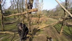 drohne ueberfliegt schimpansenge