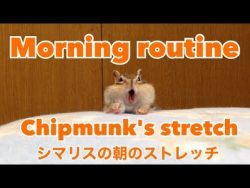 eichhoernchen im griechmodus