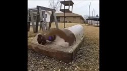 eichhoernchen wird beim fressen