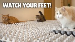 eierkarton challenge koennen kat