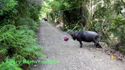 Ein Ball im Wald - Ein schönes Spielzeug ein ball im wald ein schoenes sp