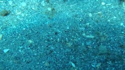 ein fisch am meeresboden hat sic