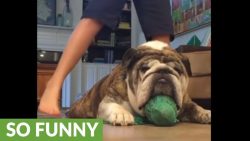 ein hund als mobbingopfer