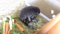 Ein kleiner Bieber im Planschbecken ein kleiner bieber im planschbec