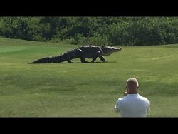Ein Krokodil spaziert über den Golfplatz ein krokodil spaziert ueber den