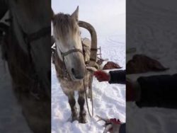 ein pferd isst fisch