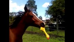 ein pferd liebt sein gummihuhn