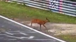 ein reh auf der rennbahn