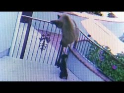 ein richtiger baer im apartment