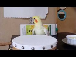 Ein sehr musikalischer Vogel ein sehr musikalischer vogel