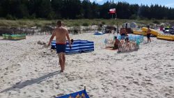 ein wildschwein am strand und im