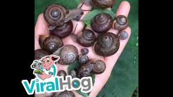 eine hand voll mit schnecken