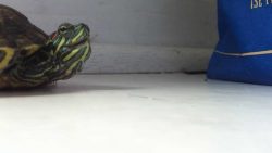 eine schildkroete muss auch mal