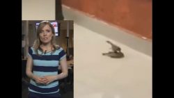 eine taube wiederbeleben