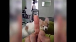 einem hund den mittelfinger zeig