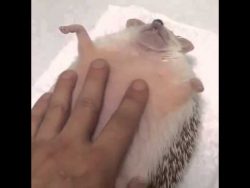 Einen Igel streicheln einen igel streicheln