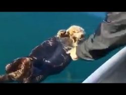 einen schlafenden otter aufwecke