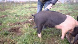 einen schweineschwanz glaetten